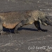 dragon_komodo_hsb_rinca_h_2079_kom4441.jpg